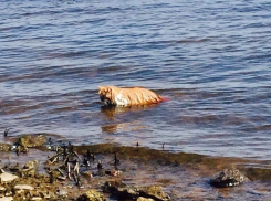 Волгоградцы избавились от больного кота, выкинув его в Волгу