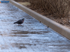 С аномального потепления начнется новая неделя в Волгограде 