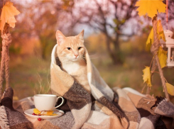 Ночью в Волгоградской области похолодает до +8 градусов