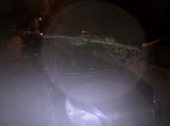 Ночной ураган валил деревья в центре Волгограда, - жительница