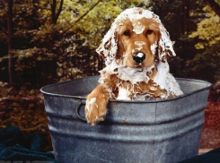 Сидящим два месяца без горячей воды волгоградцам опять ее не включили 