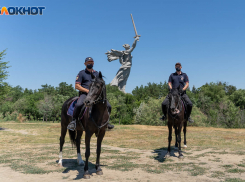 Сленг от ГИБДД, криминалисты о сериале «След» и конная полиция с кроликами: сотрудники МВД отмечают праздник 