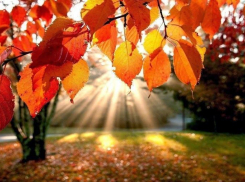 Второе бабье лето придет в Волгоград в ноябре