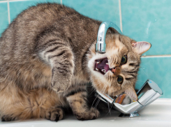 Север Волгограда на сутки остался без воды в жару