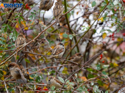 Пасмурно и без осадков: прогноз погоды в Волгограде на понедельник