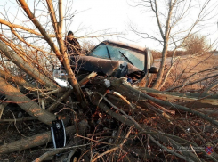 Водитель Hyundai разворотил дерево и отправился в больницу в Волгоградской области 