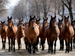 Табун лошадей заметили в популярном ЖК Волгограда 