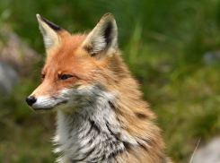 Хочет зайца и не может догнать: рыжая лисица из Волгоградской области