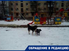 Стаи собак хватают детей за капюшоны и ранцы в центре Волгограда