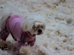 На Волгоград снова обрушился снег: ждем аварий, перебоев в движении общественного транспорта и гололеда