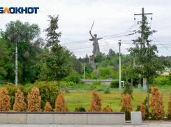 На Мамаевом кургане в Волгограде погибают деревья, высаженные сотрудниками Следственного комитета