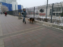 Центр Волгограда чистят со швабрами и обследуют с собаками к приезду Путина