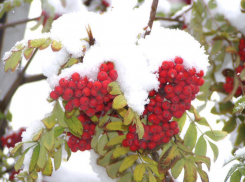 Погода в Волгограде в День народного единства