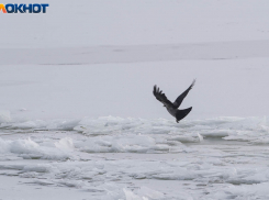 Морозы до -5 градусов надвигаются на Волгоградскую область