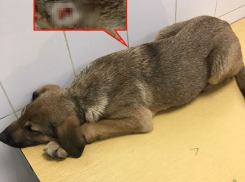 Мужчина с ножом набросился на щенка под Волгоградом