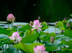 В Волго-Ахтубинской пойме расцвели лотосы