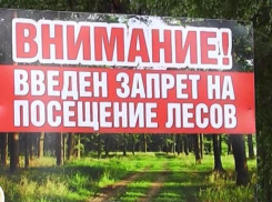 Волгоградцам запретили лесные прогулки