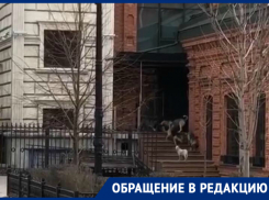 На видео бездомные собаки беспокоят жителей Ворошиловского района