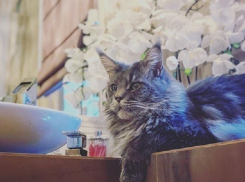 Ирина Дубцова избавляется от домашних животных