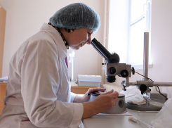  В Волгограде пострадавшие от укусов клещей платят по 2 тысячи ₽ за анализы 