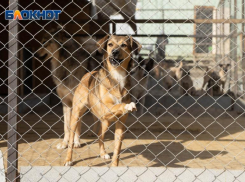 Очаг опасного заболевания ликвидируют в Камышине: уничтожат всех больных животных, в том числе собак и кошек