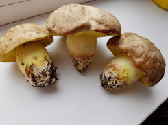 86-летняя волгоградка скончалась от отравления грибами