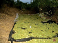 Под Волгоградом 24-летний «фермер» взрастил 92 кг конопли