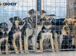 Разрешения на кормление уличных собак добиваются в Волгограде через петицию