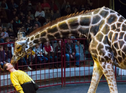 Семь метров обаяния и грации – в Волгоград приехал жираф