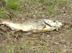 В Волгоградской области из-за выбросов в Волгу массово умирает рыба