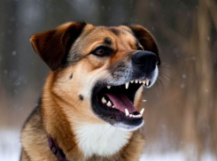 Александр Бастрыкин заинтересовался волгоградскими агрессивными дворнягами 