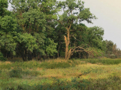 В Волгоградской области до 6 сентября продлили ограничение пребывания в лесах 