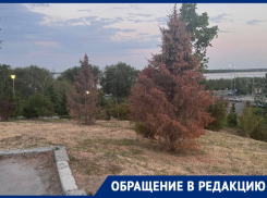 Поливали обещаниями: молодые деревья массово засохли в центре Волгограда