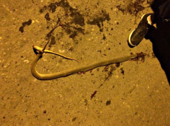 Волгоградцы хвастаются убийством краснокнижных змей