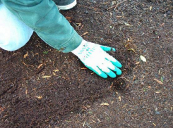 Волгоградские аграрии готовятся к пересеву и подсеву озимых 