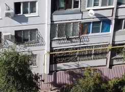 На видео попала операция по спасению из «москитного плена» кота в Волгограде 