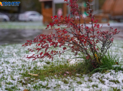 Заморозки перед майскими до -5 переживут волгоградцы