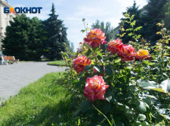 Днем до +34: в Волгограде в воскресенье очень жарко