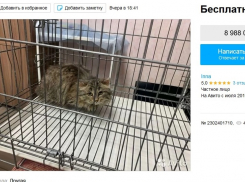 Под Волгоградом хозяева жесткого замучили кота и принесли усыплять в клинику