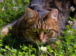 11 августа в Волгограде будет жара до +30º