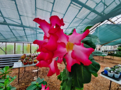 Волгоградцам показали беспрецедентное количество кактусов и суккулентов