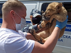 Спасенному под Волгоградом львенку посвятят всероссийскую акцию 