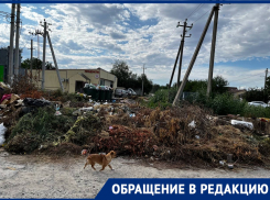 Безумные свалки стали предвестниками пожаров для жителей Волгограда