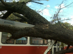 В Волгограде дерево упало на трамвай