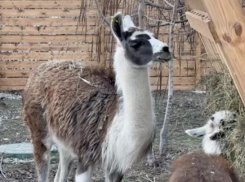 Две шикарные ламы поселились в центре Волгограда