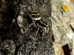 Пауки пробудились от спячки в Волгоградской области