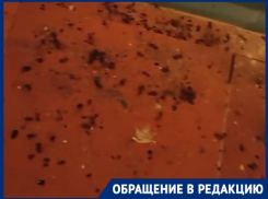 Трупы хрустят под ногами: девятиэтажку втянули в крысино-тараканьи войны