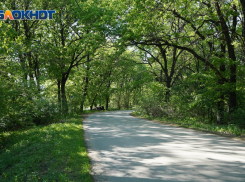 «Испортили природный парк»: волгоградцы обвинили мэрию в порче леса