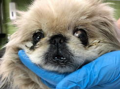 Волгоградцы выкинули на мороз слепого больного пекинеса