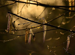 Первый день марта обещает волгоградцам небольшой снег и изморозь